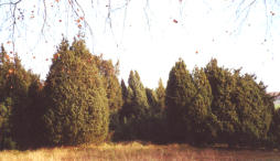 Immergrüner Wacholder auf 8,4 ha unter Naturschutz